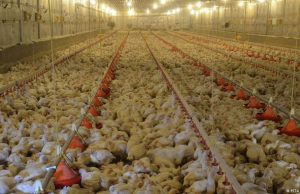 Prihvaćen akcioni plan – EU odobrila uvoz mesa peradi iz BiH