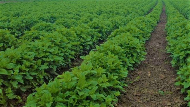 Prirodno bilje photo (2)