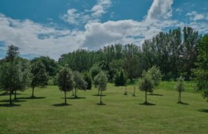UniCredit i online platforma Treedom stvaraju UniCredit šumu od 90.000 stabala